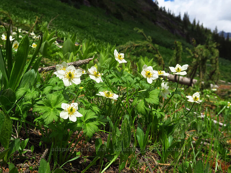 white globe-flower (Trollius albiflorus (Trollius laxus ssp. albiflorus)) [Bridal Veil Trail, Uncompaghre National Forest, San Miguel County, Colorado]