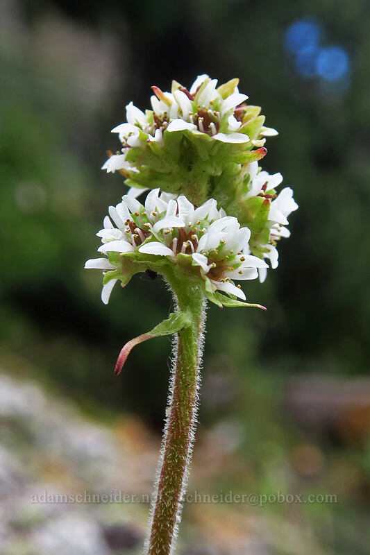 diamond-leaf saxifrage (Micranthes rhomboidea (Saxifraga rhomboidea)) [Bridal Veil Trail, Uncompaghre National Forest, San Miguel County, Colorado]