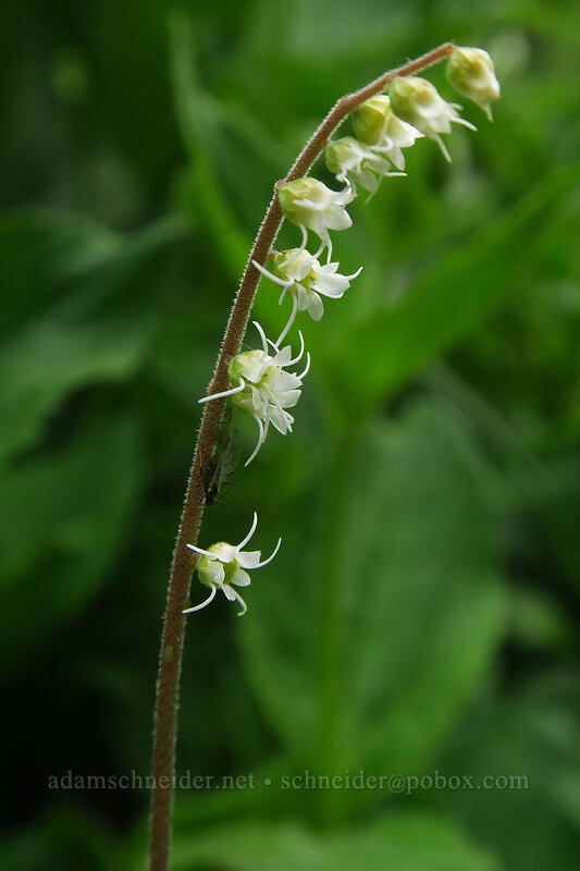 side-flowered mitrewort (Mitella stauropetala (Ozomelis stauropetala)) [Bridal Veil Trail, Uncompaghre National Forest, San Miguel County, Colorado]