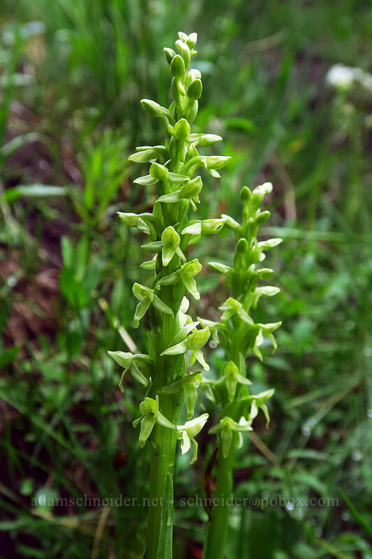 green bog orchid (Platanthera huronensis (Platanthera hyperborea var. huronensis)) [Bridal Veil Trail, Uncompaghre National Forest, San Miguel County, Colorado]