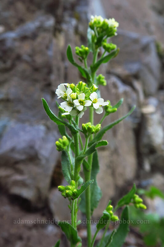 lance-leaved draba (Draba cana (Draba breweri var. cana)) [Bridal Veil Trail, Uncompaghre National Forest, San Miguel County, Colorado]