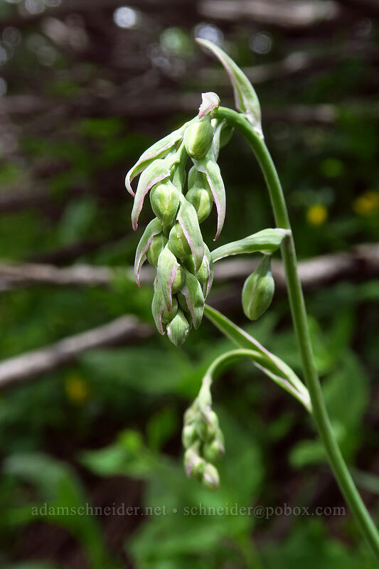 mountain death-camas, budding (Anticlea elegans (Zigadenus elegans)) [Bridal Veil Trail, Uncompaghre National Forest, San Miguel County, Colorado]