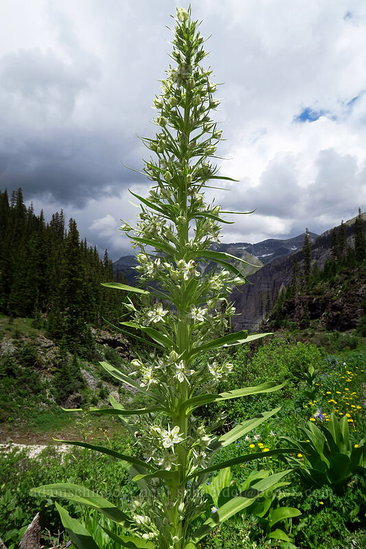monument plant (Frasera speciosa) [Bridal Veil Trail, Uncompaghre National Forest, San Miguel County, Colorado]