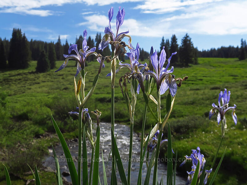 Rocky Mountain iris (Iris missouriensis) [Dunton Road, San Juan National Forest, Dolores County, Colorado]