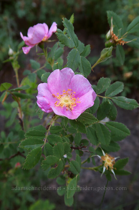 wild rose (Rosa sp.) [Dunton Road, San Juan National Forest, Dolores County, Colorado]