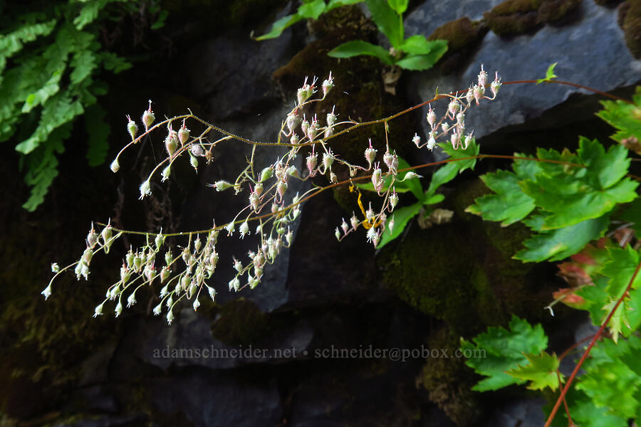smooth alpine alumroot (Heuchera glabra) [Walupt Creek Falls, Goat Rocks Wilderness, Lewis County, Washington]