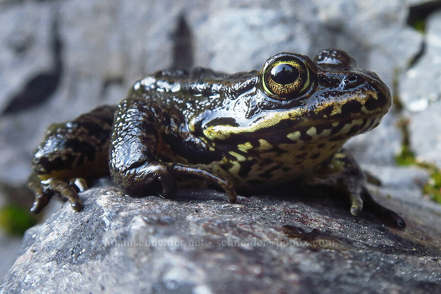 Cascades frog (Rana cascadae) [Walupt Creek Falls, Goat Rocks Wilderness, Lewis County, Washington]