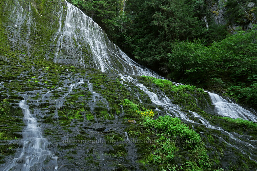 Walupt Creek Falls [Cispus River Canyon, Goat Rocks Wilderness, Lewis County, Washington]
