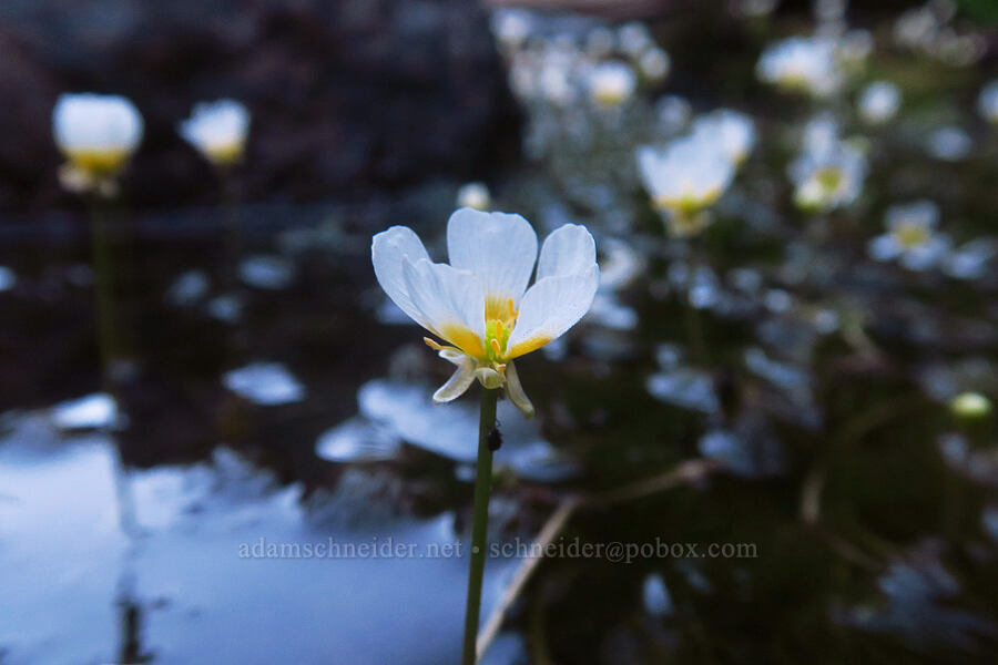 white water buttercups (Ranunculus aquatilis var. diffusus (Ranunculus trichophyllus)) [Walupt Creek, Goat Rocks Wilderness, Lewis County, Washington]