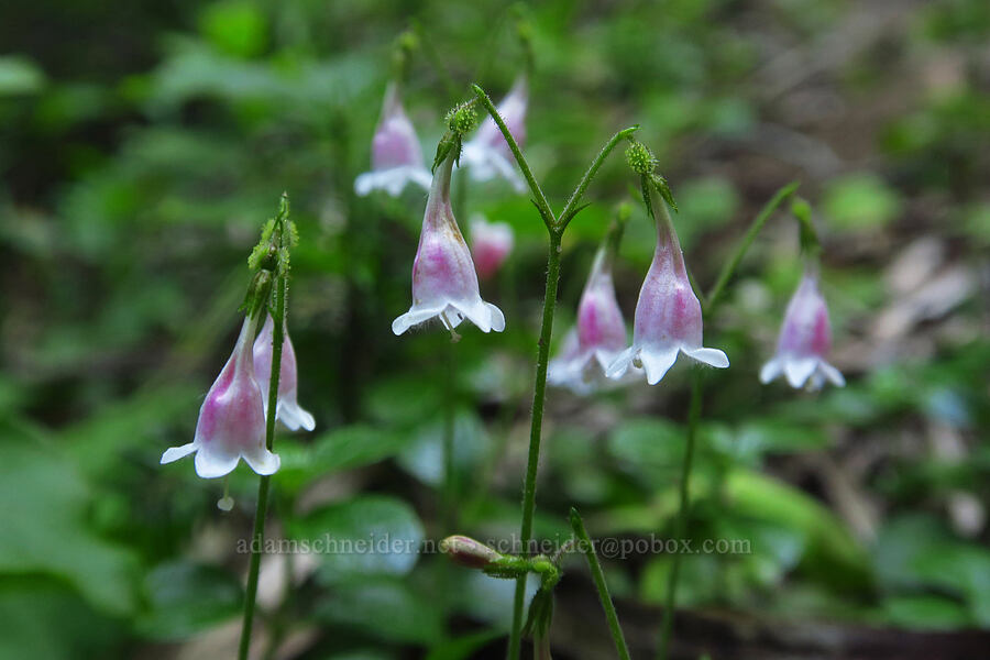 twinflower (Linnaea borealis) [Nannie Ridge Trail, Goat Rocks Wilderness, Lewis County, Washington]
