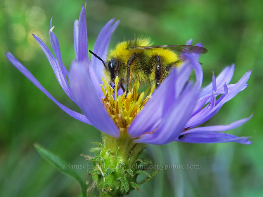 bumblebee on an aster (Bombus sp., Canadanthus modestus (Aster modestus)) [Nannie Ridge Trail, Goat Rocks Wilderness, Lewis County, Washington]