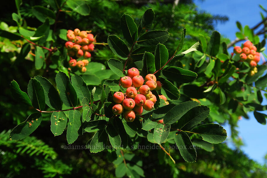 Sitka mountain-ash berries (Sorbus sitchensis) [Nannie Ridge Trail, Goat Rocks Wilderness, Lewis County, Washington]