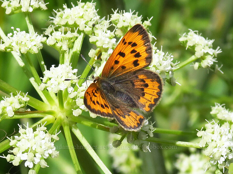 purplish copper butterfly on sharp-tooth angelica (Lycaena helloides, Angelica arguta) [Pacific Crest Trail, Goat Rocks Wilderness, Lewis County, Washington]