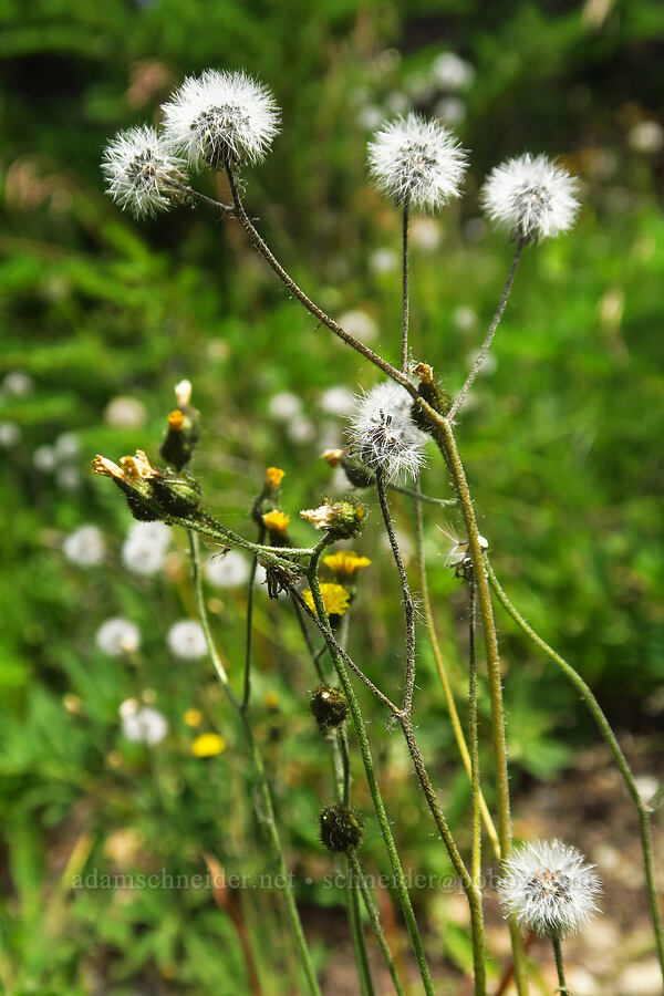 slender hawkweed, going to seed (Hieracium gracile (Hieracium triste)) [Pacific Crest Trail, Goat Rocks Wilderness, Lewis County, Washington]