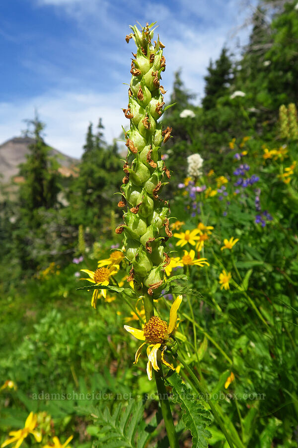 bracted lousewort, gone to seed (Pedicularis bracteosa) [Cispus Pass, Goat Rocks Wilderness, Lewis County, Washington]