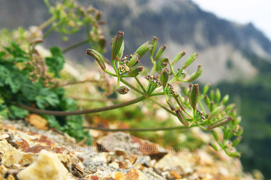 Cascade desert parsley, going to seed (Lomatium martindalei) [Cispus Pass, Goat Rocks Wilderness, Yakima County, Washington]