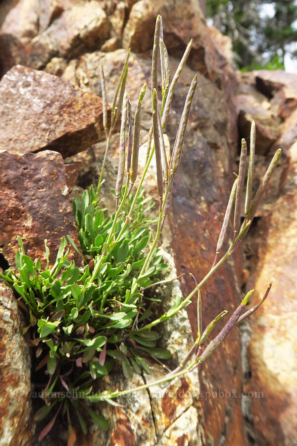 Lyall's rock-cress (Boechera lyallii (Arabis lyallii)) [Cispus Pass, Goat Rocks Wilderness, Yakima County, Washington]