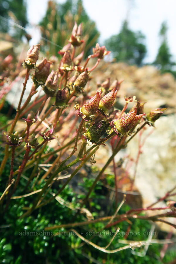 Tolmie's saxifrage, going to seed (Micranthes tolmiei (Saxifraga tolmiei)) [Cispus Pass, Goat Rocks Wilderness, Yakima County, Washington]