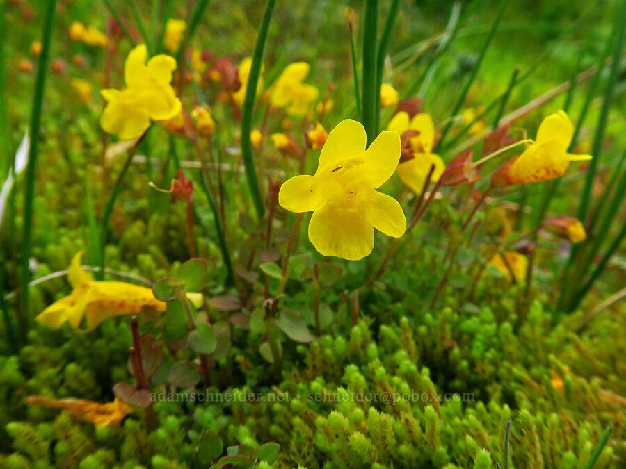 monkeyflower & moss (Erythranthe caespitosa (Mimulus caespitosus)) [Pacific Crest Trail, Goat Rocks Wilderness, Yakima County, Washington]
