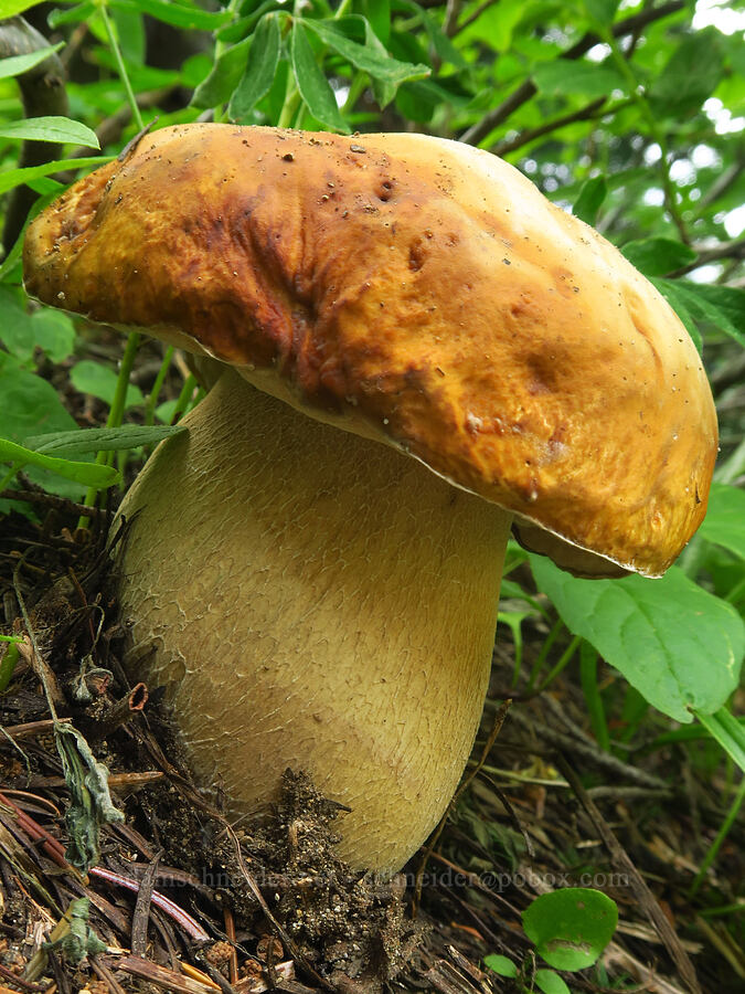 bolete mushroom (Boletus sp.) [Pacific Crest Trail, Goat Rocks Wilderness, Lewis County, Washington]