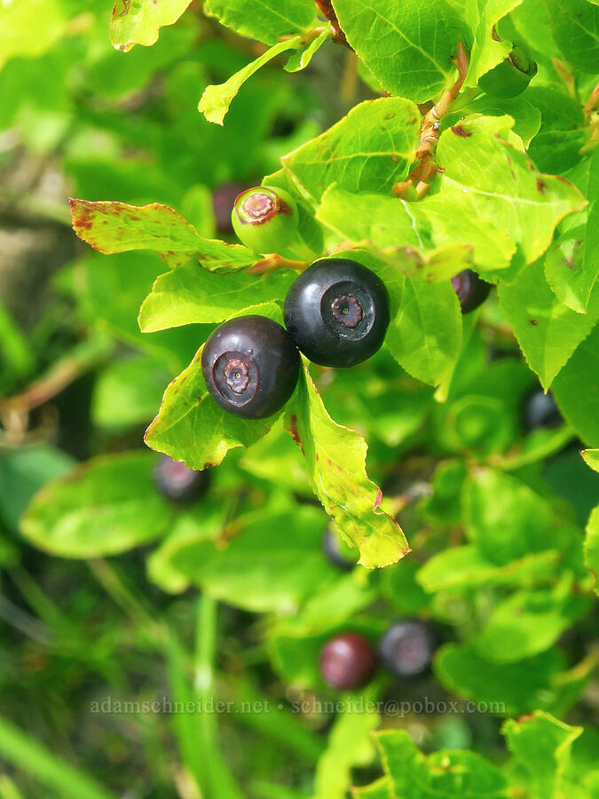 black huckleberries (Vaccinium membranaceum) [Nannie Ridge Trail, Goat Rocks Wilderness, Lewis County, Washington]