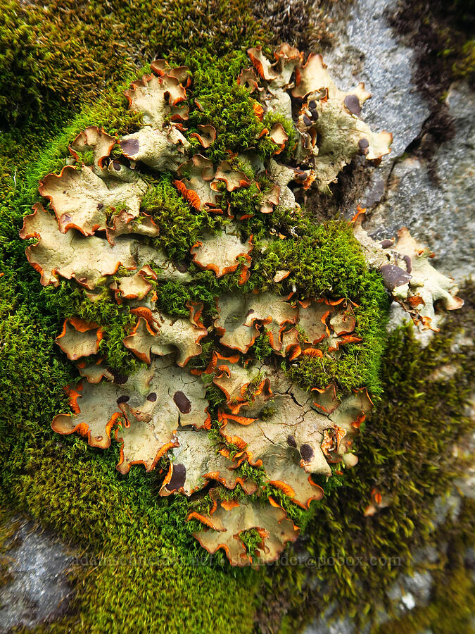 pelt lichen [Nannie Ridge, Goat Rocks Wilderness, Lewis County, Washington]