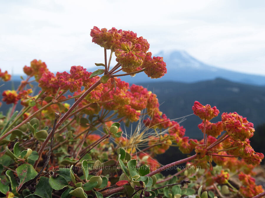 sulphur-flower buckwheat (Eriogonum umbellatum) [Nannie Peak, Goat Rocks Wilderness, Lewis County, Washington]