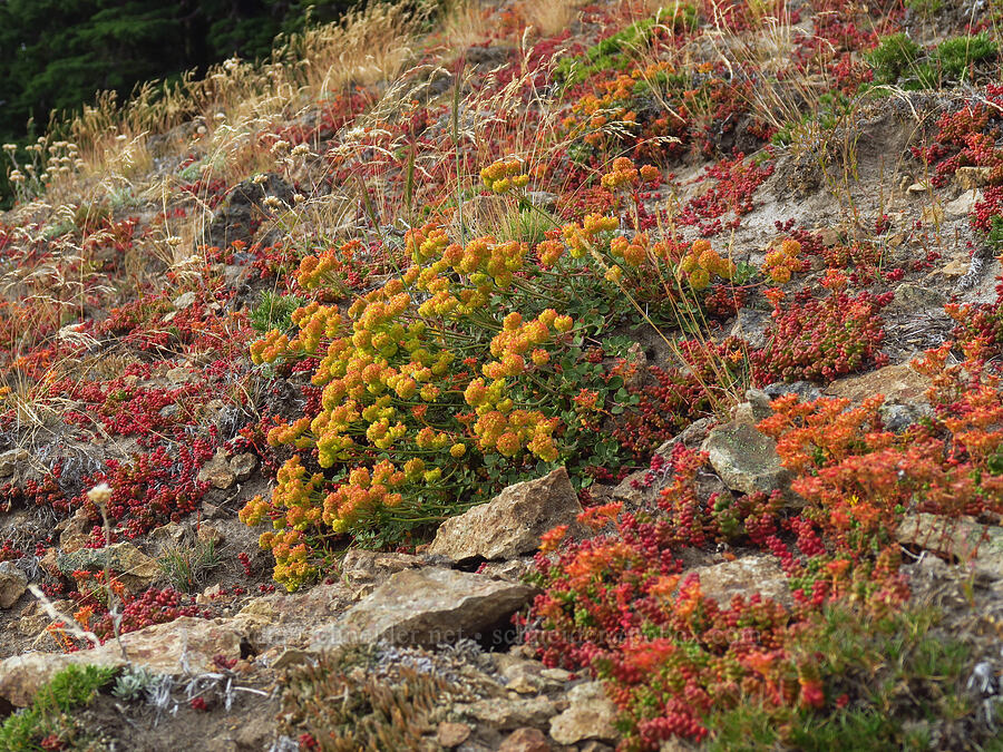 buckwheat flowers & stonecrop leaves (Eriogonum umbellatum, Sedum divergens) [Nannie Peak, Goat Rocks Wilderness, Lewis County, Washington]