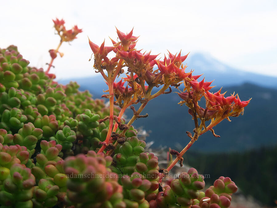 spreading stonecrop seeds (Sedum divergens) [Nannie Peak, Goat Rocks Wilderness, Lewis County, Washington]