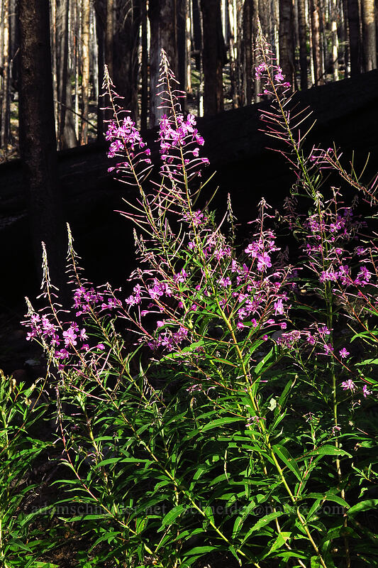 fireweed (Chamerion angustifolium (Chamaenerion angustifolium) (Epilobium angustifolium)) [Whitewater Trail, Mt. Jefferson Wilderness, Marion County, Oregon]