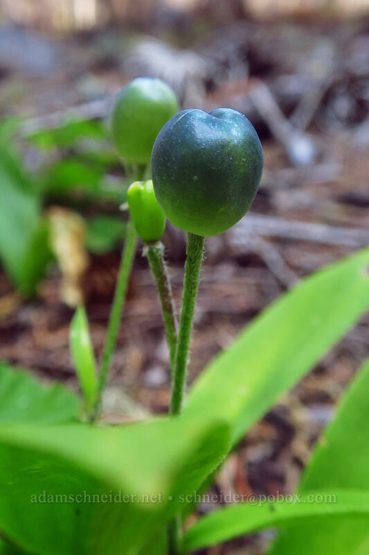 bead lily fruit (Clintonia uniflora) [Whitewater Trail, Mt. Jefferson Wilderness, Marion County, Oregon]