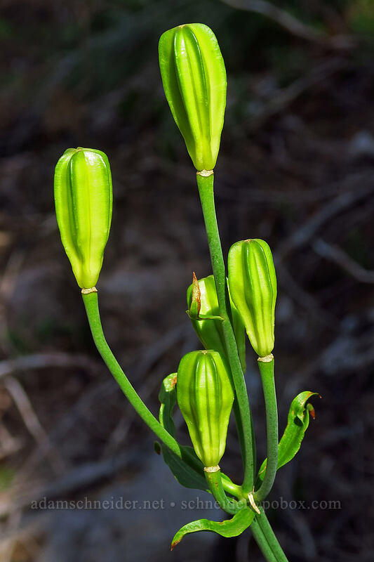 Washington lily seed-heads (Lilium washingtonianum) [Whitewater Trail, Mt. Jefferson Wilderness, Marion County, Oregon]