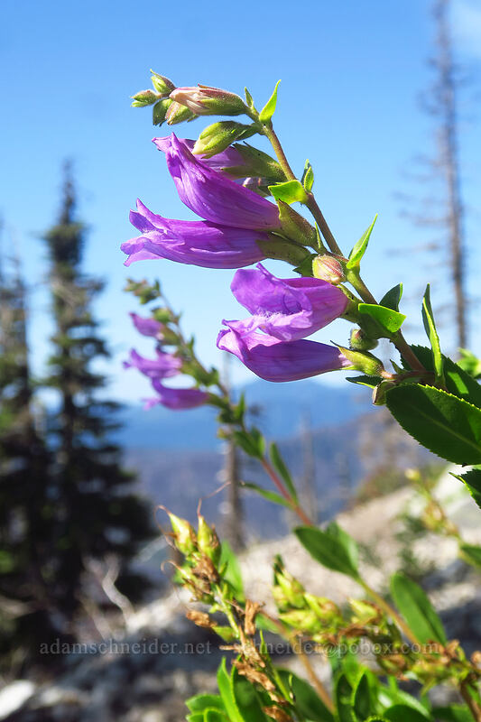 shrubby penstemon (Penstemon fruticosus) [Whitewater Trail, Mt. Jefferson Wilderness, Marion County, Oregon]