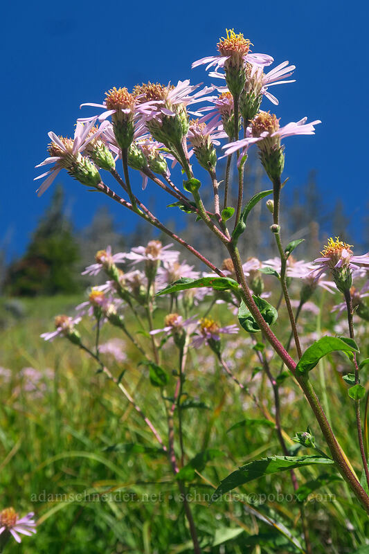 subalpine asters (Eurybia merita (Aster meritus)) [Whitewater Trail, Mt. Jefferson Wilderness, Marion County, Oregon]