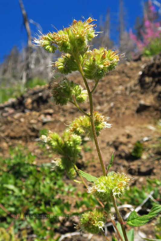 changeable phacelia (Phacelia mutabilis) [Whitewater Trail, Mt. Jefferson Wilderness, Marion County, Oregon]