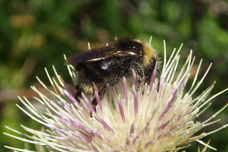 bumblebee on fringe-bract thistle (Cirsium remotifolium var. odontolepis) [Whitewater Trail, Mt. Jefferson Wilderness, Marion County, Oregon]