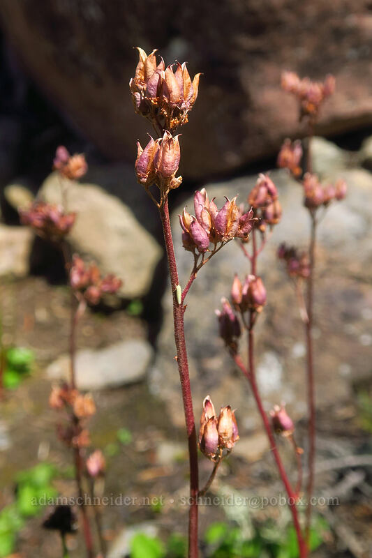leather-leaf saxifrage seeds (Leptarrhena pyrolifolia (Saxifraga pyrolifolia)) [Whitewater Trail, Mt. Jefferson Wilderness, Marion County, Oregon]