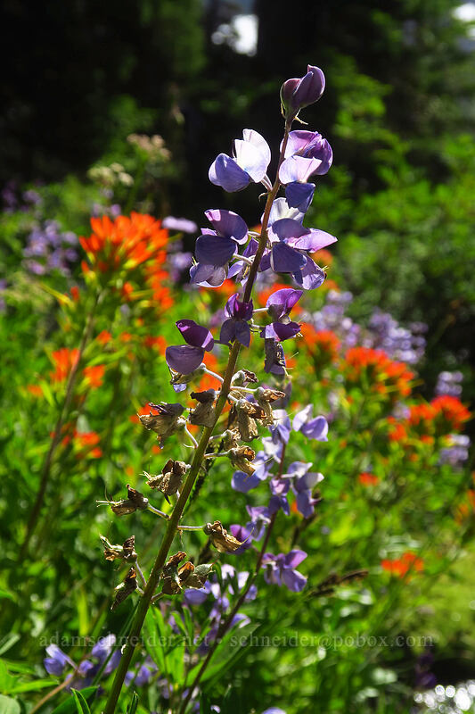 lupine & Suksdorf's paintbrush (Lupinus latifolius, Castilleja suksdorfii) [Pacific Crest Trail, Mt. Jefferson Wilderness, Marion County, Oregon]