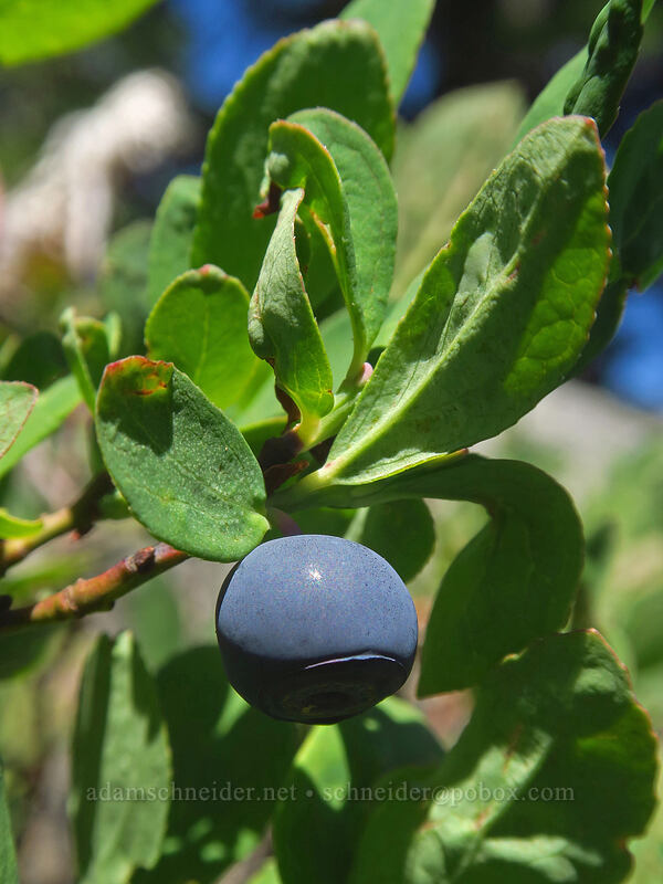 Cascade blueberry (blue-leaf huckleberry) (Vaccinium deliciosum) [Jefferson Park, Mt. Jefferson Wilderness, Marion County, Oregon]