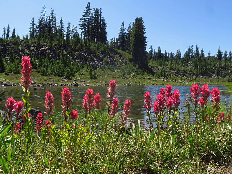 magenta paintbrush (Castilleja parviflora var. oreopola) [Park Lake, Jefferson Park, Mt. Jefferson Wilderness, Marion County, Oregon]