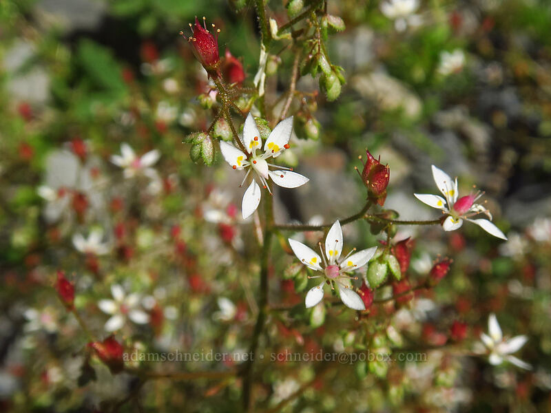 rusty saxifrage (Micranthes ferruginea (Saxifraga ferruginea)) [South Breitenbush River, Mt. Jefferson Wilderness, Marion County, Oregon]