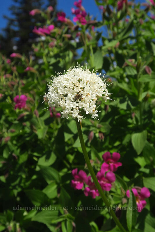 Sitka valerian & Lewis' monkeyflower (Valeriana sitchensis, Erythranthe lewisii (Mimulus lewisii)) [Jefferson Park, Mt. Jefferson Wilderness, Marion County, Oregon]