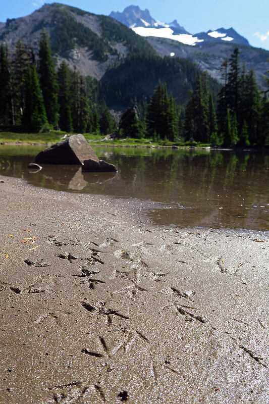 sandpiper tracks & Mt. Jefferson (Actitis macularius) [Jefferson Park, Mt. Jefferson Wilderness, Jefferson County, Oregon]