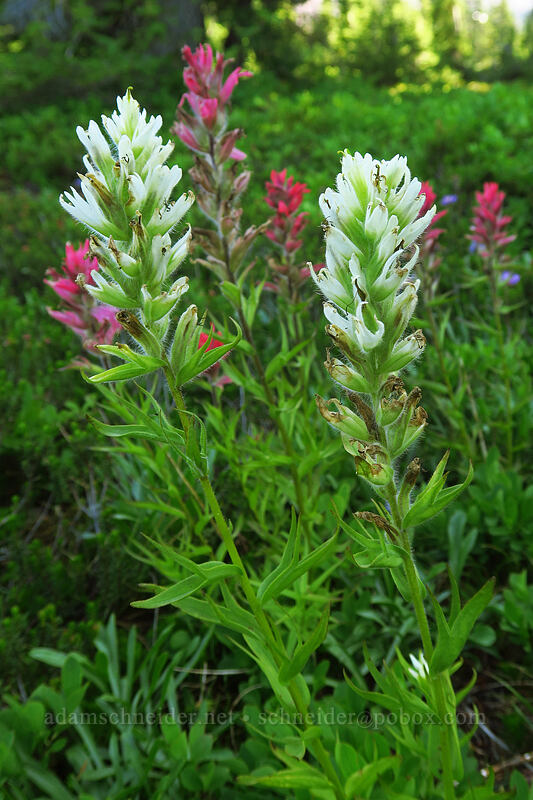 magenta paintbrush, white form (Castilleja parviflora var. oreopola) [Pacific Crest Trail, Mt. Jefferson Wilderness, Marion County, Oregon]