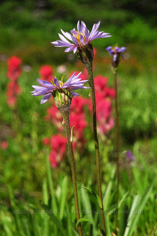tundra asters (Oreostemma alpigenum var. alpigenum (Aster alpigenus)) [Jefferson Park, Mt. Jefferson Wilderness, Marion County, Oregon]