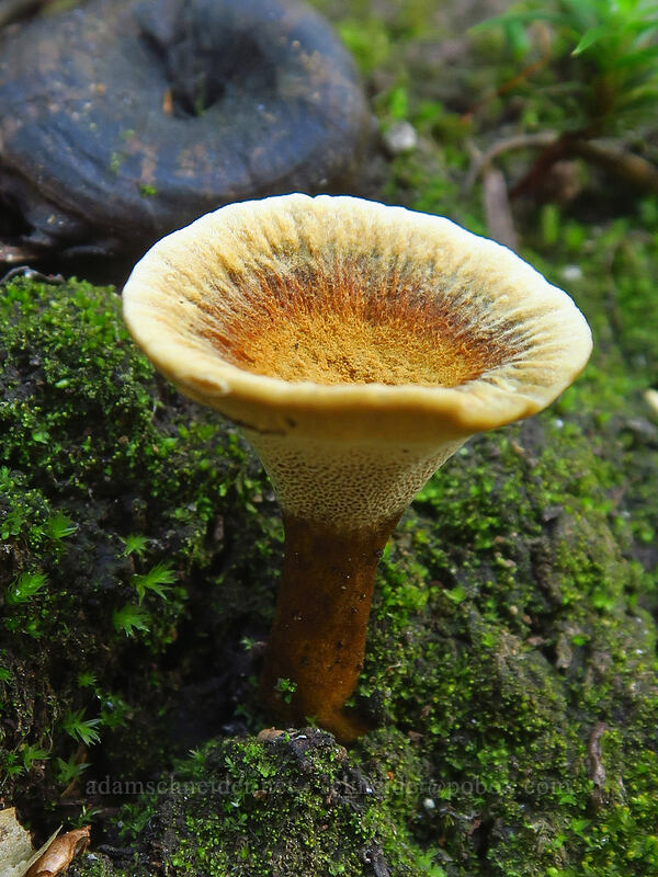 polypore mushroom (Polyporus sp.) [Pacific Crest Trail, Mt. Jefferson Wilderness, Marion County, Oregon]