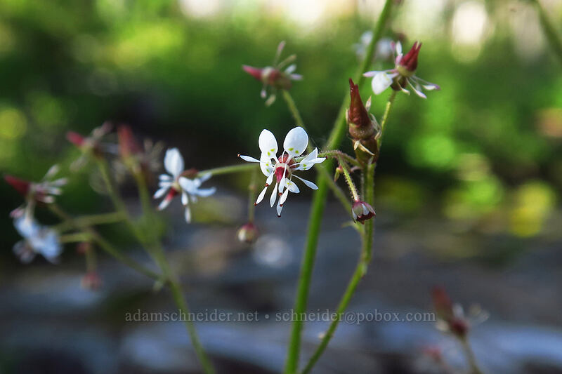 brook saxifrage (Micranthes odontoloma (Saxifraga odontoloma)) [Whitewater Trail, Mt. Jefferson Wilderness, Marion County, Oregon]