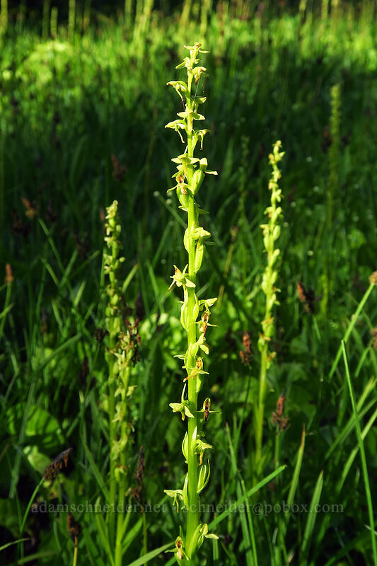 slender green bog orchid (Platanthera stricta (Habenaria saccata)) [Whitewater Trail, Mt. Jefferson Wilderness, Marion County, Oregon]