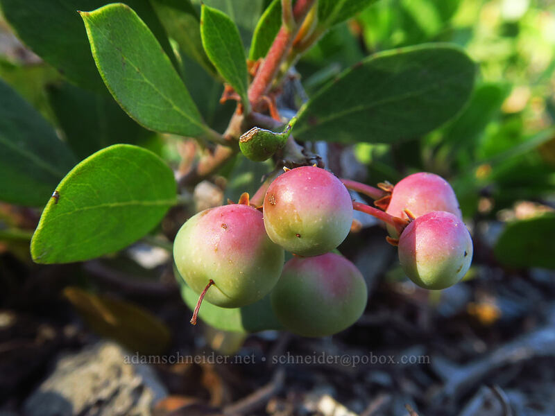 pine-mat manzanita berries (Arctostaphylos nevadensis) [Whitewater Trail, Mt. Jefferson Wilderness, Marion County, Oregon]