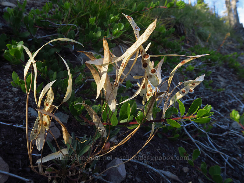 dagger-pod seed pods (Phoenicaulis cheiranthoides) [Whitewater Trail, Mt. Jefferson Wilderness, Marion County, Oregon]